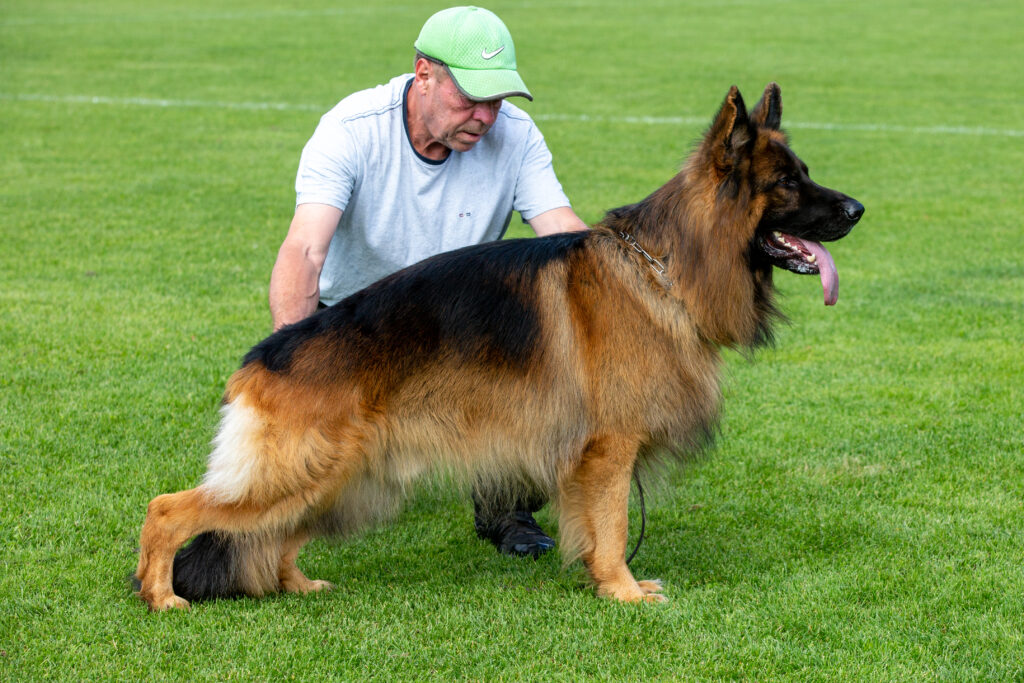 Schæferhund-tilbydes-til-parring