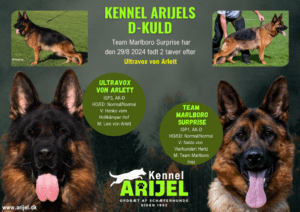 Hvalpe i Kennel Arijel