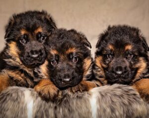 Hvalpe efter Team Marlboro Surprise & Buck vom Türkenkopf